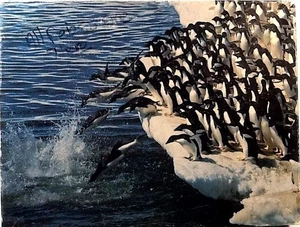 Penguin Plunge 500 pc Jigsaw Puzzle 18" X 23-1/2" Springbok PZL4443 - Picture 1 of 1