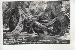 Zan Real Photo Postcard Octopus Trees of Mystery Redwood Highway CA 2284 - Bild 1 von 1