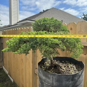 juniper bonsai tree live - Picture 1 of 14