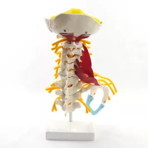 PVC menschliche Halswirbelsäule Modell mit Muskel stabil robust 1:1 Unterricht Wissenschaft - Bild 1 von 24