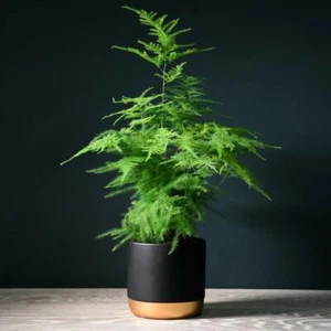 T&M Asparagus Fern House Plants with Option of Modern Pot 1, 2 or 3 x 13cm Pots - Picture 1 of 4