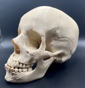 Réplica realista de cráneo humano modelo anatómico decoración de Halloween de tamaño real - Imagen 1 de 5