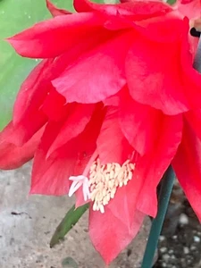 25+ SEEDS Epiphyllum RARE GERMANY Orchid Cactus RUBIN DUE x BUMPKIN free ship - Picture 1 of 5