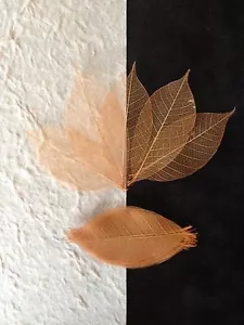 25 Skeleton Leaves Fall Orange see through leaf Wedding Autumn Invitation medium - Picture 1 of 4