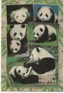 Postal del zoológico de San Diego - Bai-Yun y Hua Mei Pandas - Imagen 1 de 2