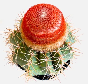 Melocactus matanzanus -  - - Imagen 1 de 2