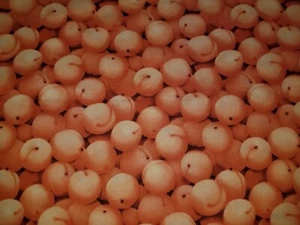 KYLE'S MARKETPLACE FRUIT APRICOTS 2004 VINTAGE COTTON FABRIC 36" X 44" - Picture 1 of 4