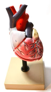 Eisco Labs Human Heart Model; Larger than Life Size (8" in height); On Diaphragm - Picture 1 of 5