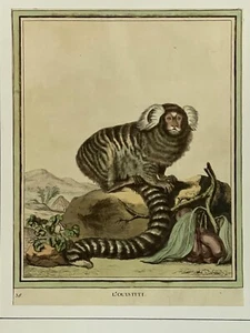 Buffon - Marmoset. 38 - 1750 Histoire naturelle Gravur handkoloriert - Bild 1 von 18