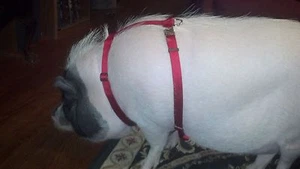 Adjustable Hog (PIG) Harness With Matching leash Hand Made Metal Buckle USA - Picture 1 of 10