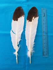 Immitation eagle tail feathers Immature Golden spinners Prayer Powwow Roach (F)