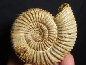 Ammonite Sivajiceras Fossil from Madagascar 3" (5.2 oz.) - Picture 1 of 5
