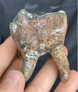 Fossil Mammoth Rhino Tooth, North Sea, Doggerland! Woolly - Picture 1 of 3