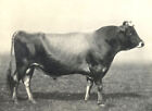 CATTLE. Jersey Bull "Alfriston's Pride" 1st at the RASE show. 1908 1912 print