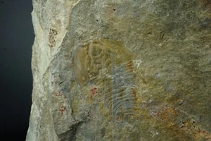 Trilobite / Olenellus Clarki / Formazione Latham, California / Fossile Cambriano - Foto 1 di 2