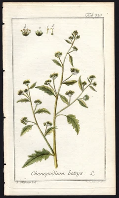 1800 Zorn Icones Plantarum Medicinalium Hand Colored Antique Feathered Geranium - Image 1 of 3
