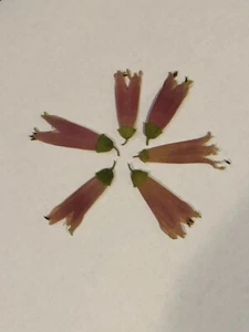 Pressed Dried Flowers All Natural Not Dyed Or Coloured Correa Dusky Bells - Picture 1 of 2