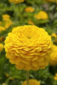 50 Golden Yellow Gigantica Zinnia Seeds, Largest Giant Zinnias,Zinnia Gigantica - Picture 1 of 1
