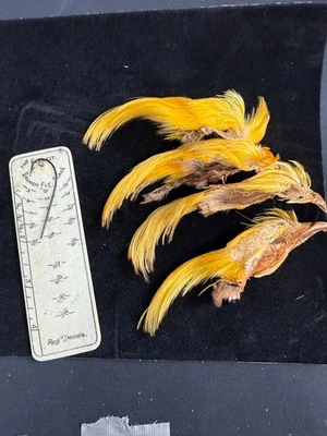 Golden Pheasant Toppings/Crests - Image 1 of 4