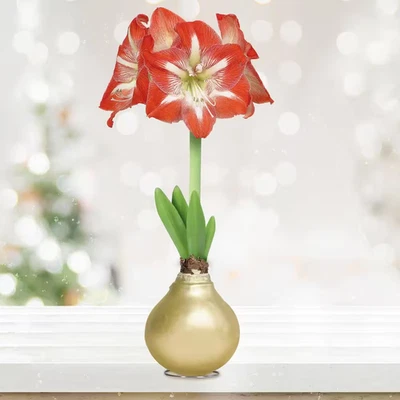 Bombilla Flor Minerva Amaryllis Encerada Dorada, 30/32Cm (Paquete de 1) Foto 1 de 4