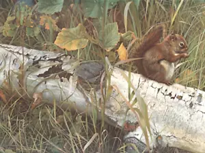 "Recompensa de Forager - Ardilla Roja" de Carl Brenders, 1989. Edición limitada. - Imagen 1 de 4