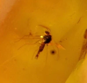 MA47 Ámbar fósil con insecto Mosquito de 99 millones Cretácico!!! - Picture 1 of 5