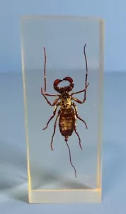 Whip Scorpion in Clear Acrylic Block - Scientific Specimen - Insect - Picture 1 of 2