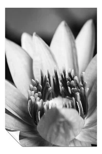 Black & White Flower Close Up Artistic Poster Wall Art Home Decor - Picture 1 of 4