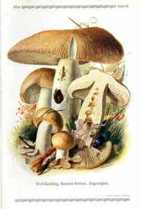 1913 GRAMBERG CHROMOLITHOGRAPHIE Pilze: stinkende Russula - Bild 1 von 3