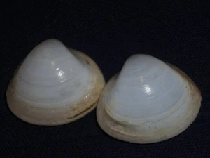 MACTRA STULTORUM  GREAT PAIR - Imagen 1 de 2