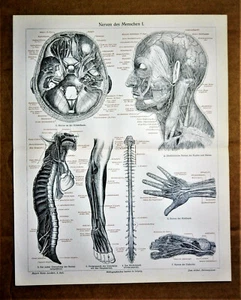 1898 Antike Lithographie: TYPOLOGIE MENSCHLICHES NERVSYSTEM.Tav. I - II.MEYERS - Bild 1 von 2