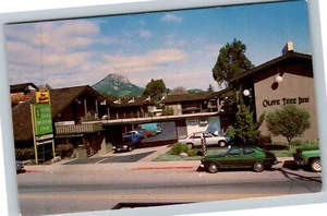 San Luis Obispo CA-California, Olive Tree Motor Inn, antica cartolina d'epoca - Foto 1 di 2
