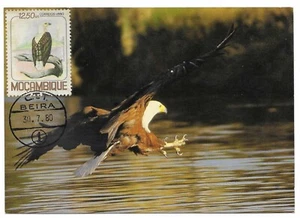 Mozambique Fish Eagle Haliaeetus Lucifer Bird of Prey 1980 Maxicard Postcard - Picture 1 of 2