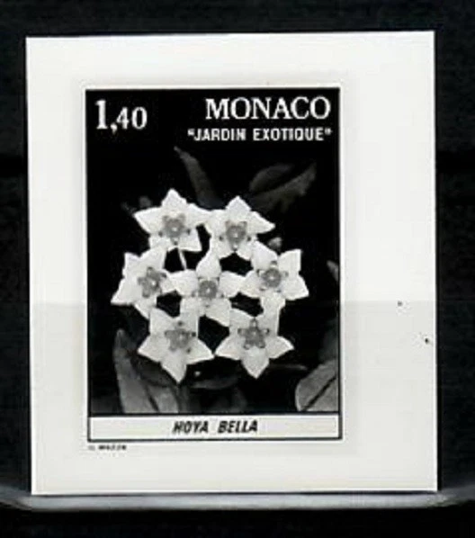 Фотоэссе, растение Monaco Sc1316, Hoya Bella. - Изображение 1 из 1