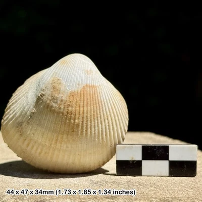 French Miocene Bivalve Fossil - Miocene - France - Genuine with Certificate of - Image 1 of 2