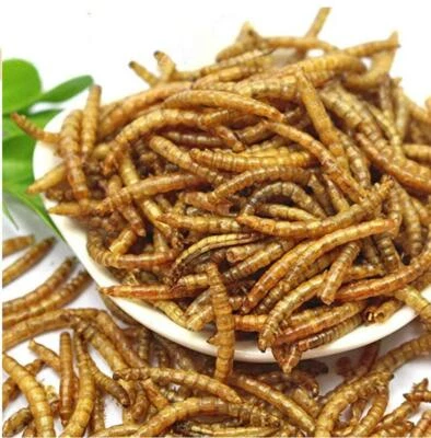 Dried Mealworms Bulk Non-GMO Natural for Wild Blue Bird Food Chickens Hen Treats - Image 1 of 4