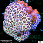 051 AquaSD Live Corals/Frags - Soft Skies Alveopora - Aqua SD