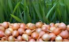 Steckzwiebeln  'Allium cepa l' Schnittlauch Schalotten Einpflanzen 250g Groß