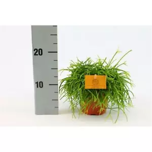 Korallenkaktus 20 cm Rhipsalis cassutha pflegeleichte Zimmerpflanze - Bild 1 von 1