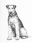 Airedale Terrier #1 - CUSTOM MATTED - 1963 Vintage Dog Art Print 0507 CLD