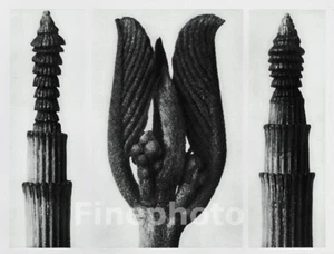 1929 Original KARL BLOSSFELDT Botanical Plant Trio Stems Abstract Photo Gravure - Picture 1 of 1