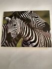 National Geographic Burchell Zebras Blank Notes Cards With Envelopes 