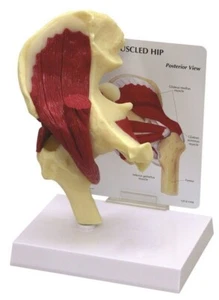 GPI Muscled Hip Joint – Model #1310 Anatomical Model - Picture 1 of 1