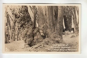 Zan Echt Foto Postkarte Wurzelholz Wachstum von Redwood Muir Woods NM CA 50 - Bild 1 von 1