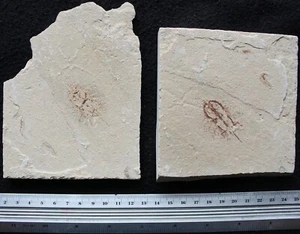 Cyclobatis 93 Juvenile Stingray One Side Covered +BrittleStar Fossils Lebanon - Picture 1 of 5