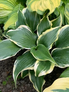 Hosta ‘ Proud Treasure ’ Plantain Lily Plant Shipping Spring 2025 - Picture 1 of 1