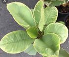 Plumeria Variegated /Plants/ 1 Cutting / Drang Silver 10-12 inches 