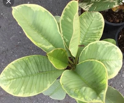 Plumeria Variegated /Plants/" 1 Cutting" / Drang Silver 10-12 inches  - Image 1 of 4