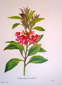 P.J. Redoute # 36 Enkianthus Quingueeflorus vintage print - Picture 1 of 1