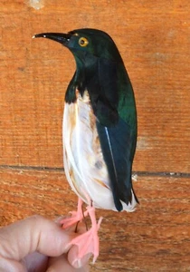 Vintage Vogel Ornament echte Federn Draht @ Füße weiß Brust dunkelgrün Glanz Hinterkopf - Bild 1 von 10
